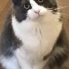 ネコが好き