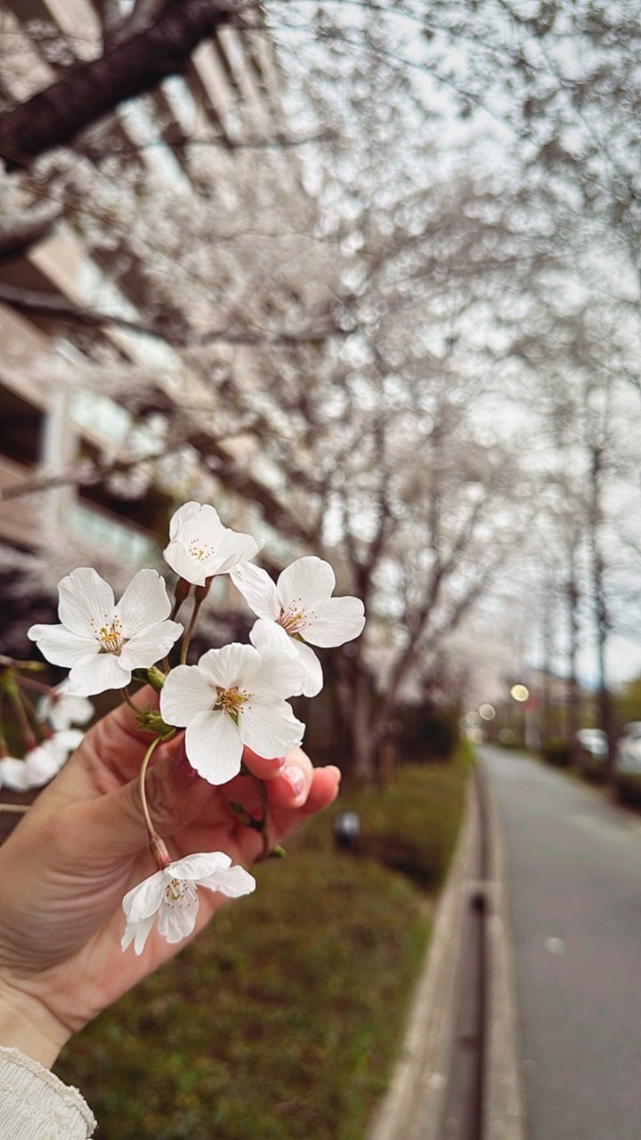 🌸漓醬圭君｜代購×穿搭×小日常✈️