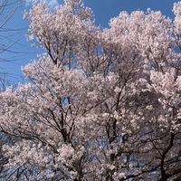 青葉FCキンダー