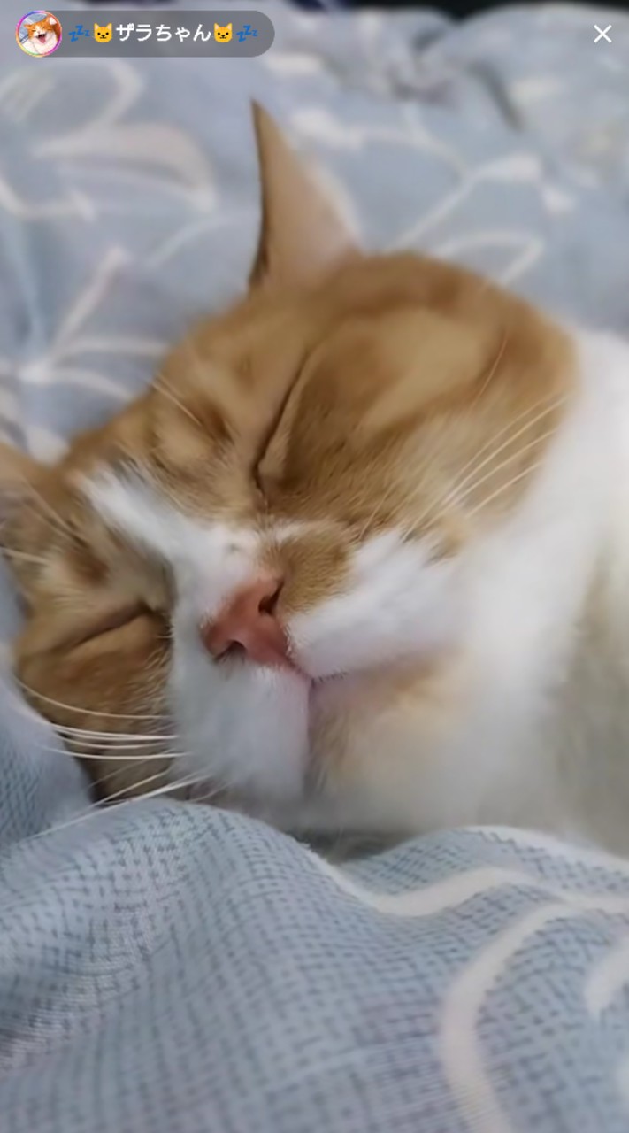 ザラちゃんファンクラブ🐱💤