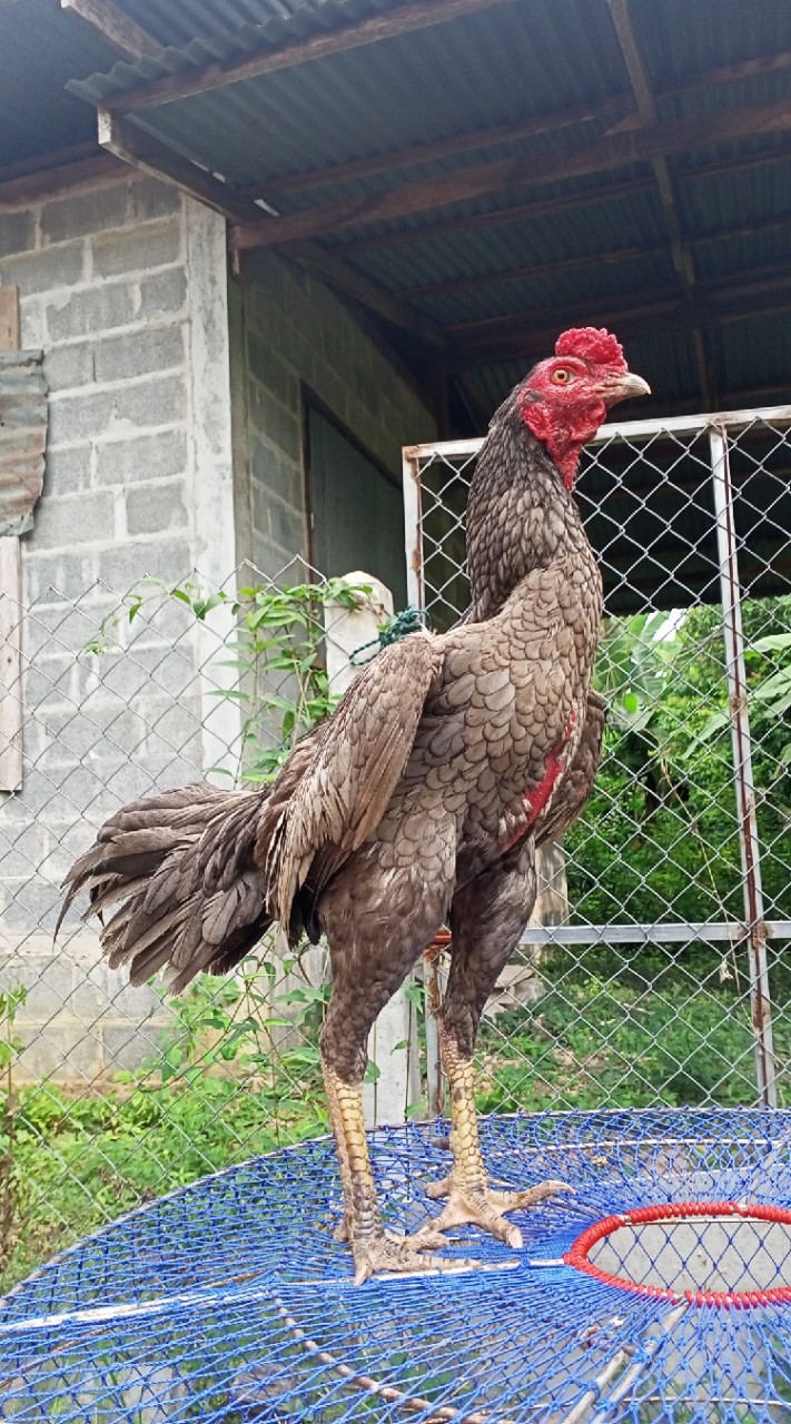 ซุ้มไก่ชน ส.ต้นพยุง ฟาร์ม