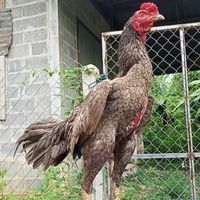 ซุ้มไก่ชน ส.ต้นพยุง ฟาร์ม