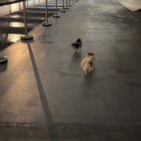 衛武營・小型犬遛遛交友🐾🌳
