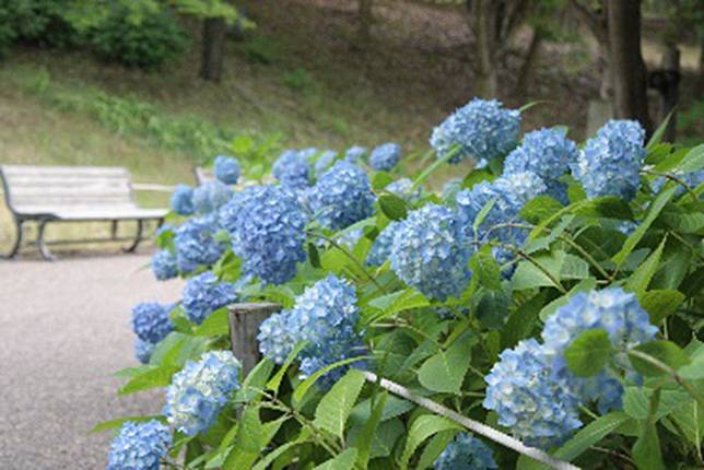 夏日茶之京都繡球花秘境六選 野旅行 Line Today