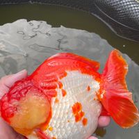 萬福水族競標