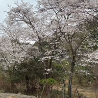 『オプチャ』観光自主研究PJ 2025新歓