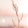 ราชพฤกษ์กระทุ่มแบนคลินิกเฉพาะทางด้านเวชกรรม สาขาไตเทียม