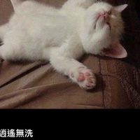 金指妙法真勝會