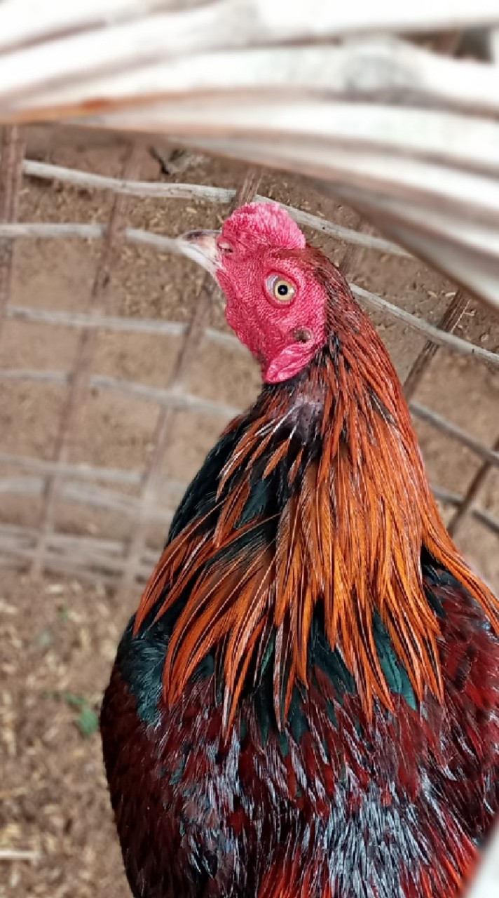 ไก่พญาฟ้าผ่าแล้ง