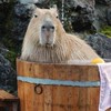 無職だけど稼ぎたい