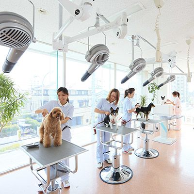 Recent Media 松波動物メディカル通信販売部本店