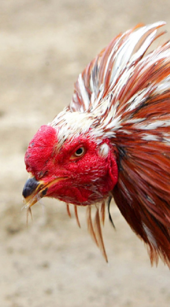 ซื้อขายไก่ชนในสมุทรปราการ
