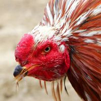 ซื้อขายไก่ชนในสมุทรปราการ