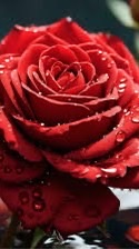 พูดคุย/ปรึกษา🌹