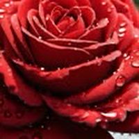 พูดคุย/ปรึกษา🌹
