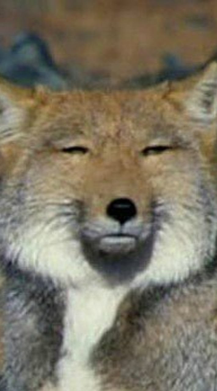 ハイキューなりきり！