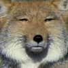 ハイキューなりきり！