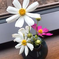 50歳以上のひとりもん