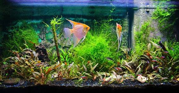 8200 Koleksi Rekomendasi Dekorasi Aquarium HD Terbaru