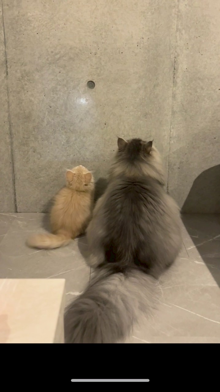 はるのべるとうる
