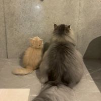 はるのべるとうる