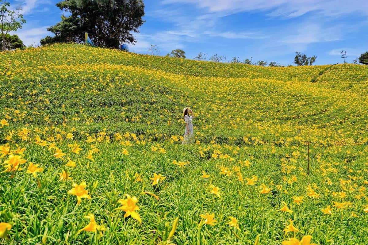 最美「金黃山坡」在這！３萬朵金針花海免費拍，順逛小農市集、５月底前快衝