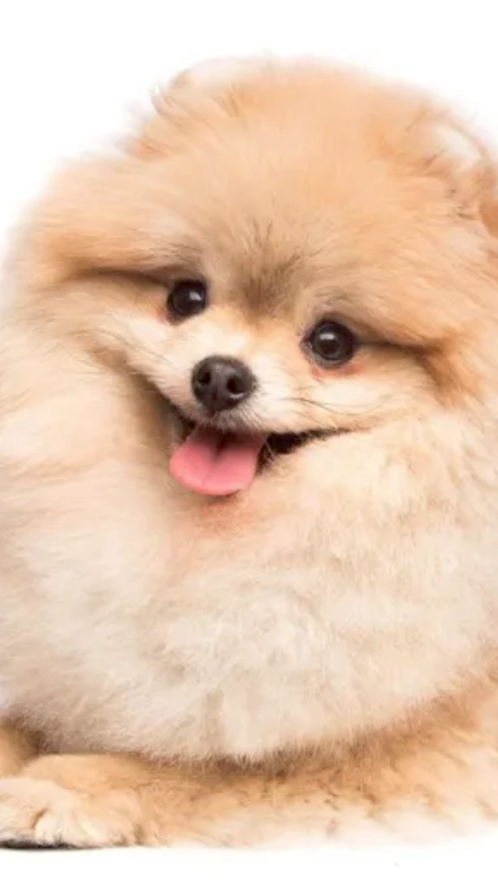 สัตว์เลี้ยงน่ารัก