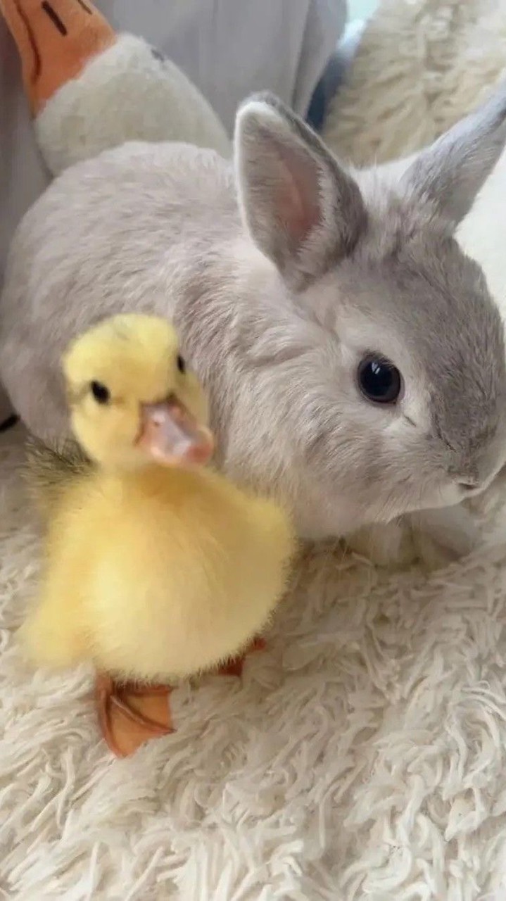 歌の部屋