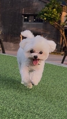 小Cooper韓國連線代購ฅ՞•ﻌ•՞ฅ