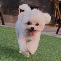 小Cooper韓國連線代購ฅ՞•ﻌ•՞ฅ