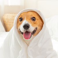💕柯基斗宅の團購/毛孩交流群🍼
