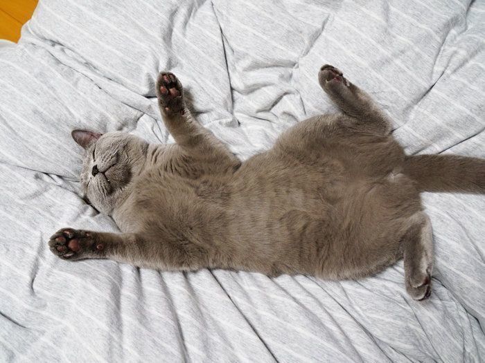 飼い主の具合の悪いときに猫はやって来る