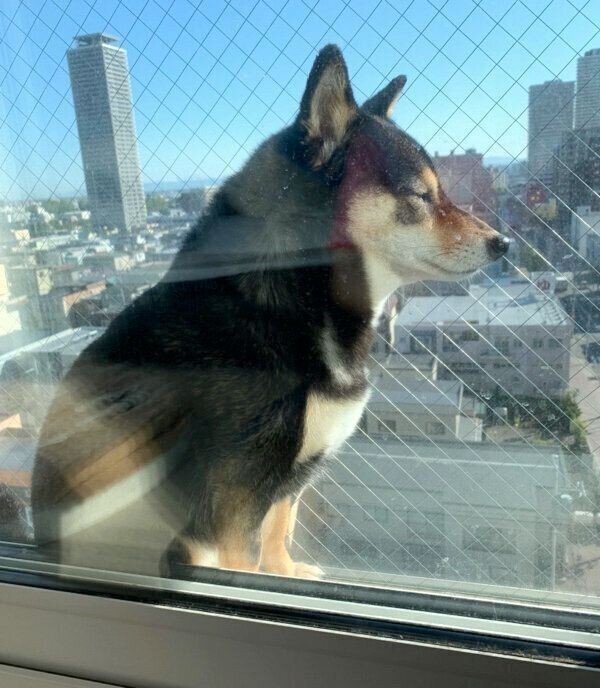 日向ぼっこする柴犬の トリック を知るとほっこり