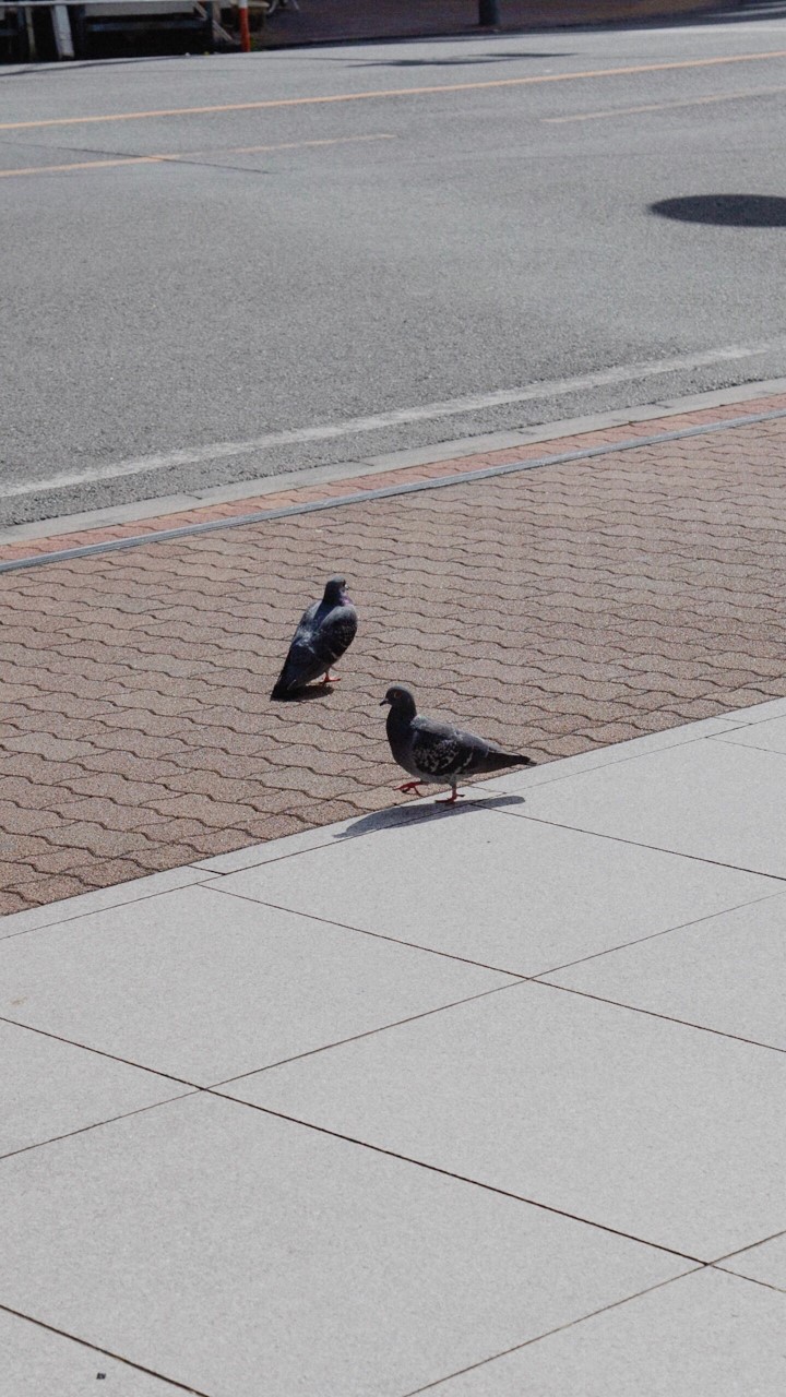 鳩同好会のオープンチャット