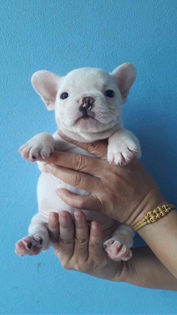 ขายลูกสุนัข ร้านคุณลัดดา อุดรธานี