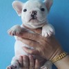 ขายลูกสุนัข ร้านคุณลัดดา อุดรธานี