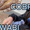 2024年に活動するコブラアワビの応援クラブ