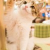 緩く友達を作る緩友2　イベント通知のみ！雑談は他のオープンチャットでお願いします