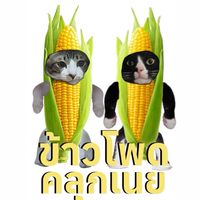 ข้าวโพดอบเนย🌽🧈