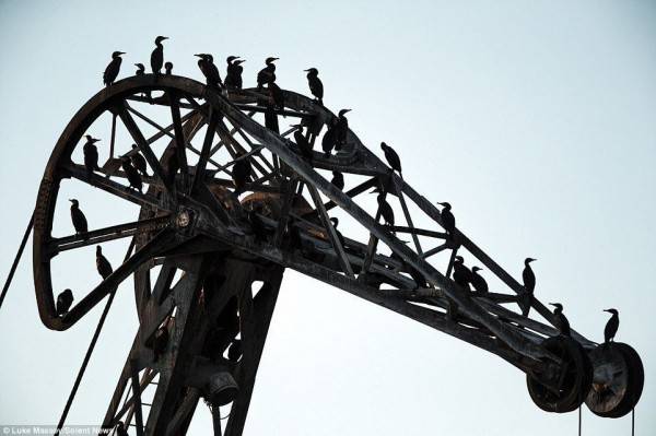 Mengerikan Banget 7 Hewan Mutasi Radioaktif Akibat Kejadian Chernobyl