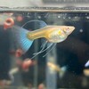 北台灣孔雀魚Guppy聊天交流