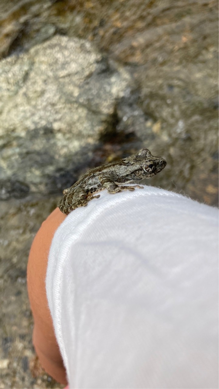 両生類飼育、採集者の会
