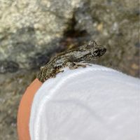 両生類飼育、採集者の会