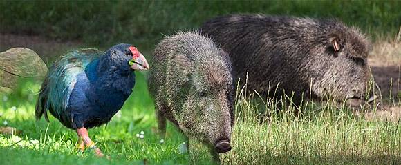 Wow 10 Hewan Punah Ini Ditemukan Hidup Lagi