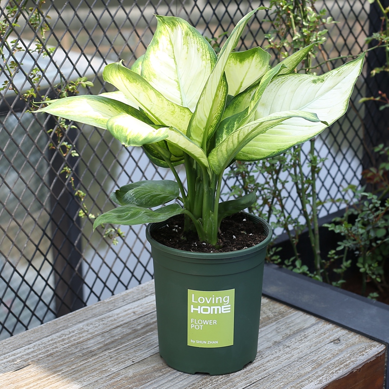 瑪麗安綠植銀皇后萬年青盆栽辦公室植物室內客廳花卉包郵大盆耐養