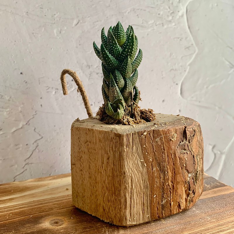 手工木作設計 盆栽擺飾 多肉植物 十二之卷
