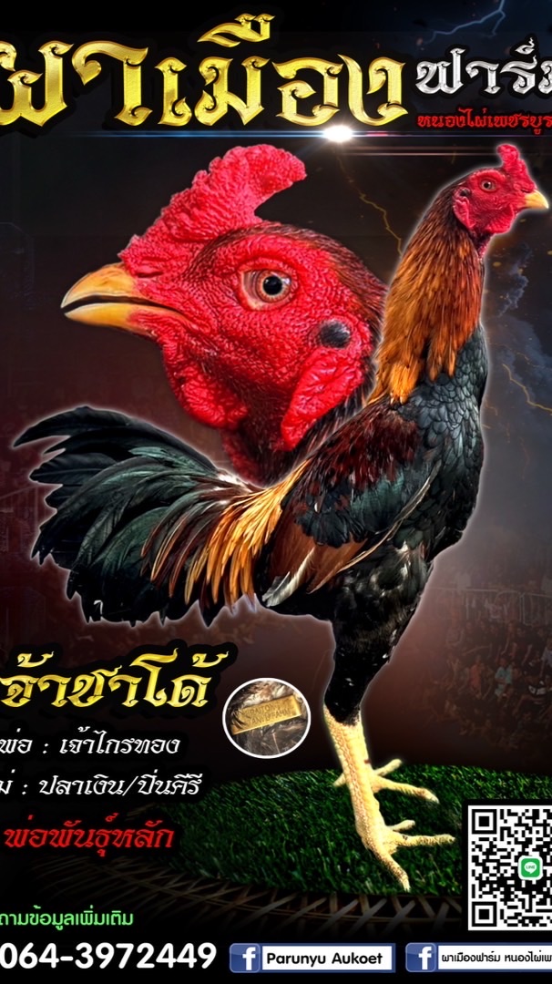 ผาเมืองฟาร์ม หนองไผ่เพชรบูรณ์