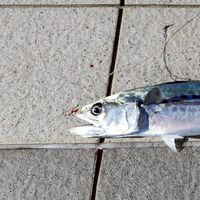 学生限定!!!釣り、ホタルイカの会　（雑談ＯＫ）