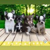 預訂貝克漢吉娃娃社群