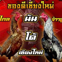 นันโด้ เชียงใหม่